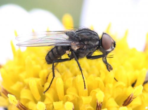 Paregle audacula